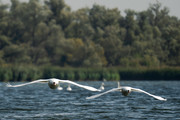 Dag in de Biesbosch 